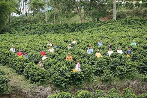 A group of people in a plantation. Environment - Inter-American Development Bank - IDB
