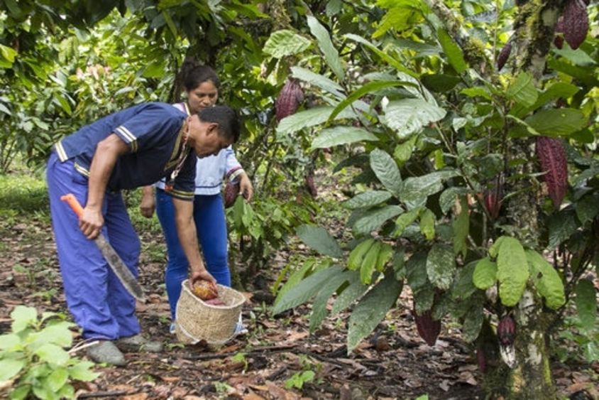 Un hombre y una mujer recolectando cacao. Agricultura y Medioambiente - Banco Interamericano de Desarrollo - BID 