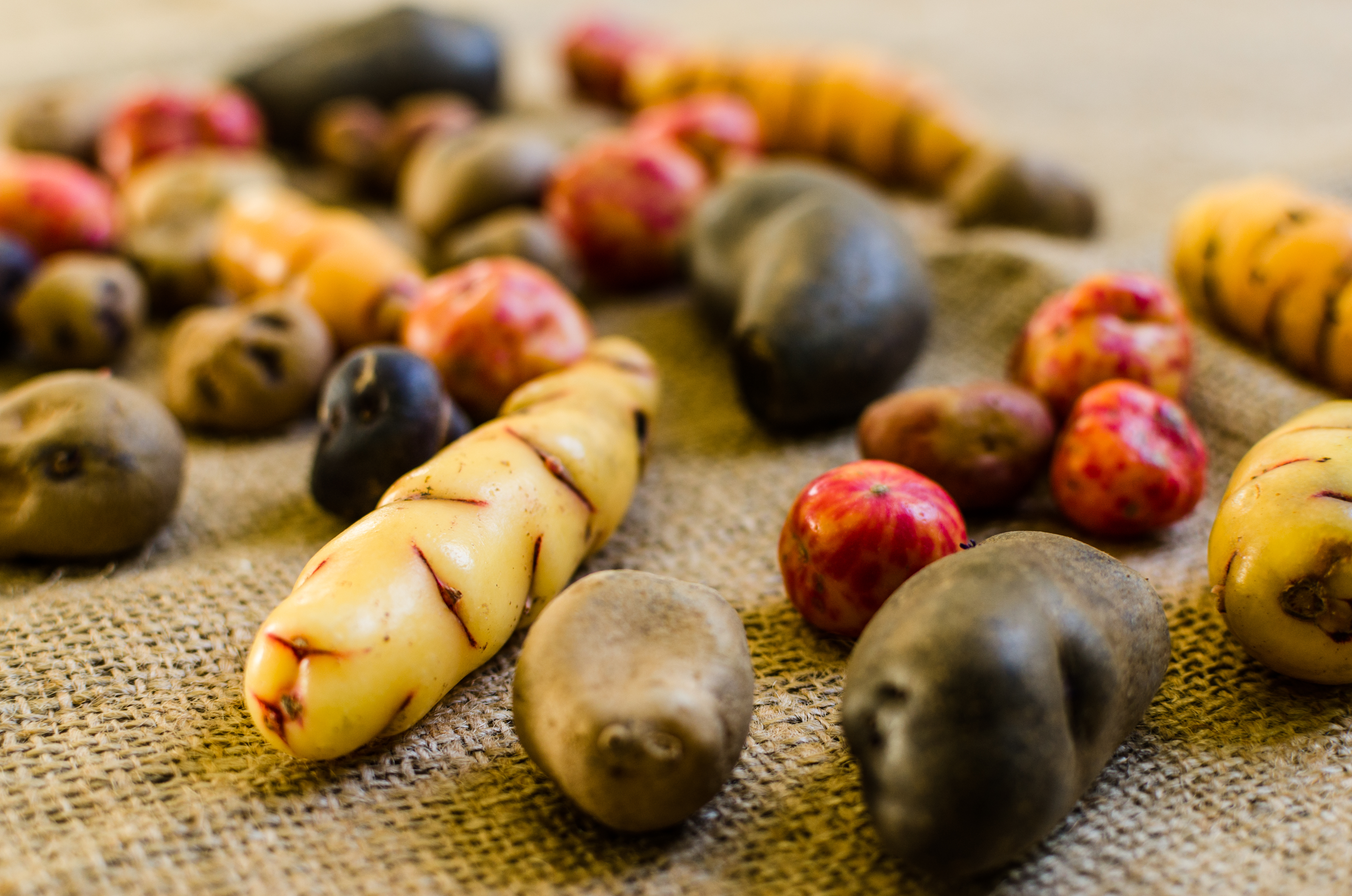 Radish vegetable on a sack - Inter American Development Bank - IDB Biodiversity