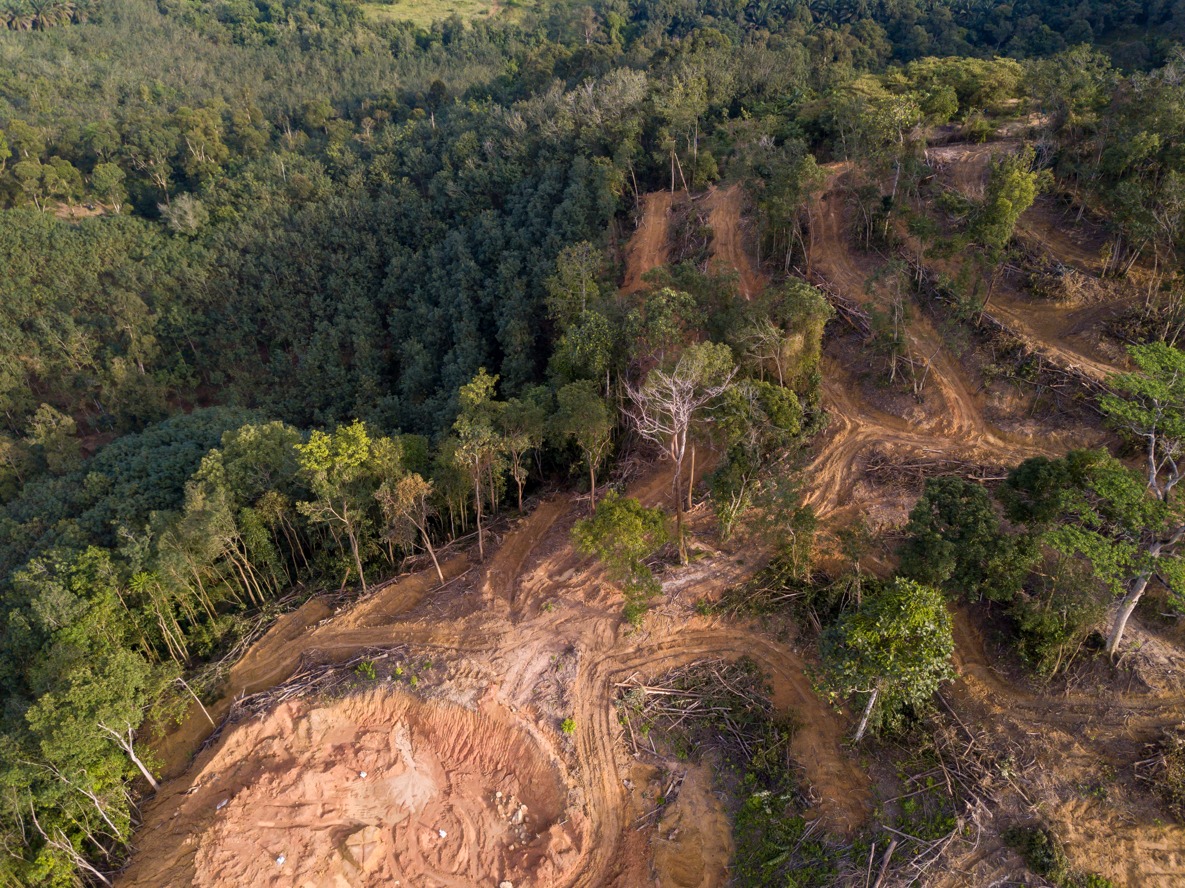 Aerial view of forest with eroded soil, deforestation - Inter American Development Bank - IDB Biodiversity