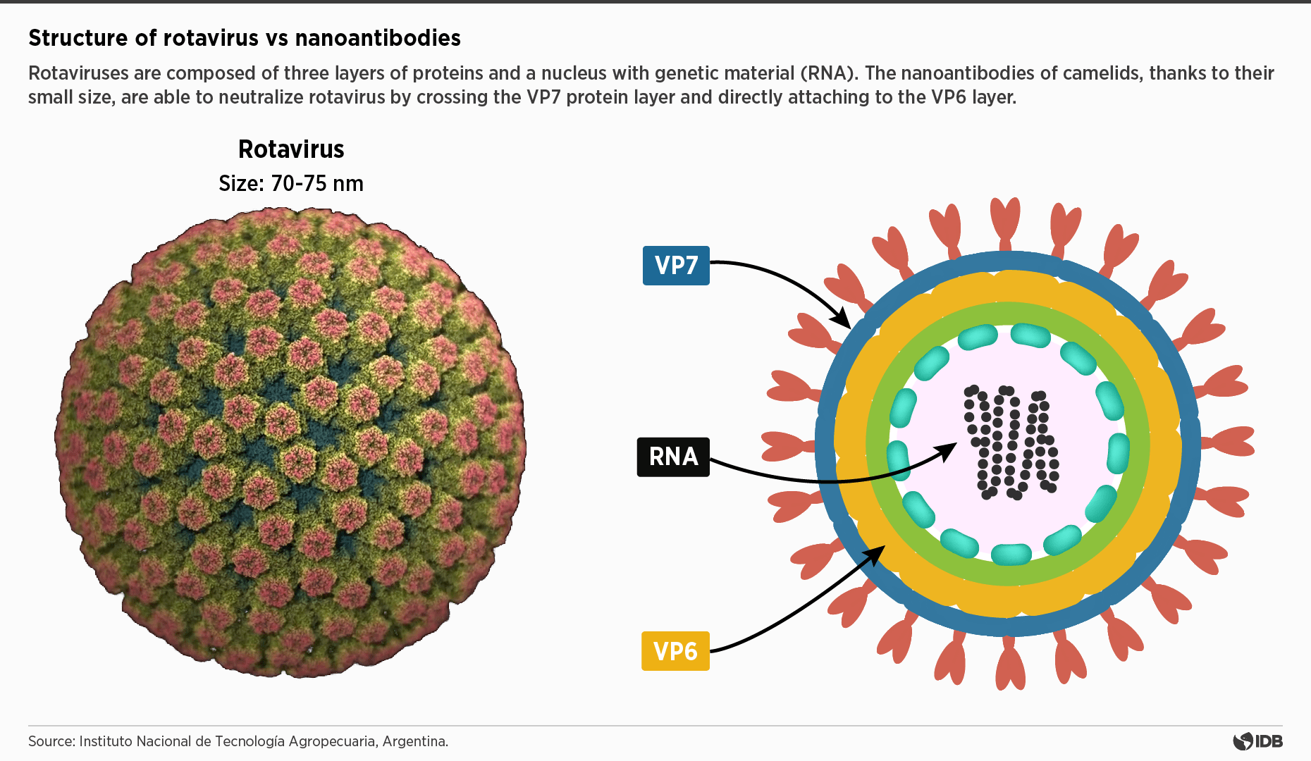Rotavirus