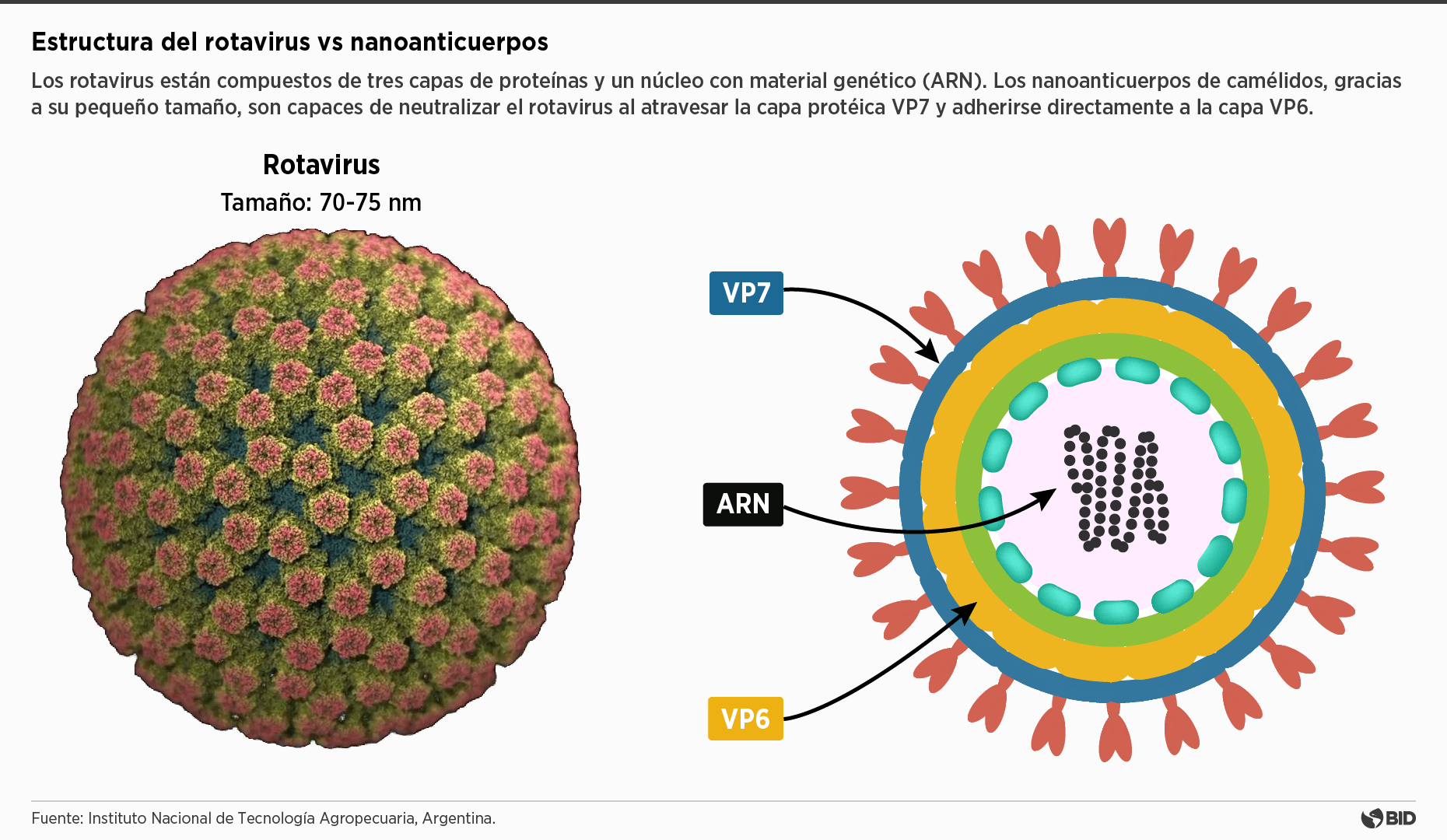 Rotavirus Esp