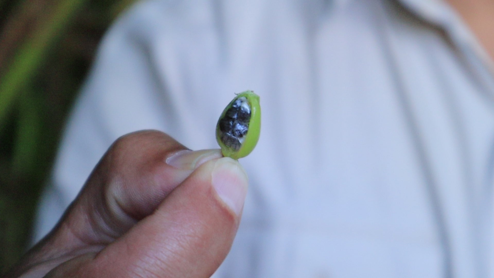 Cardamom seed
