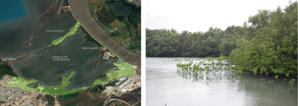 Dos imágenes con la ciénaga de mallorquín, incluye vegetación de manglar