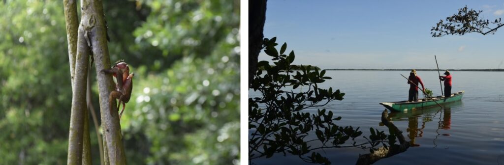 Un cangrejo trepa por un manglar y dos personas reman en una barca en la ciénaga