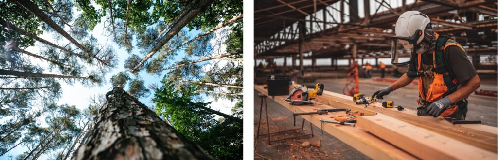 Un bosque con arboles, cielo y un aserradero de madera