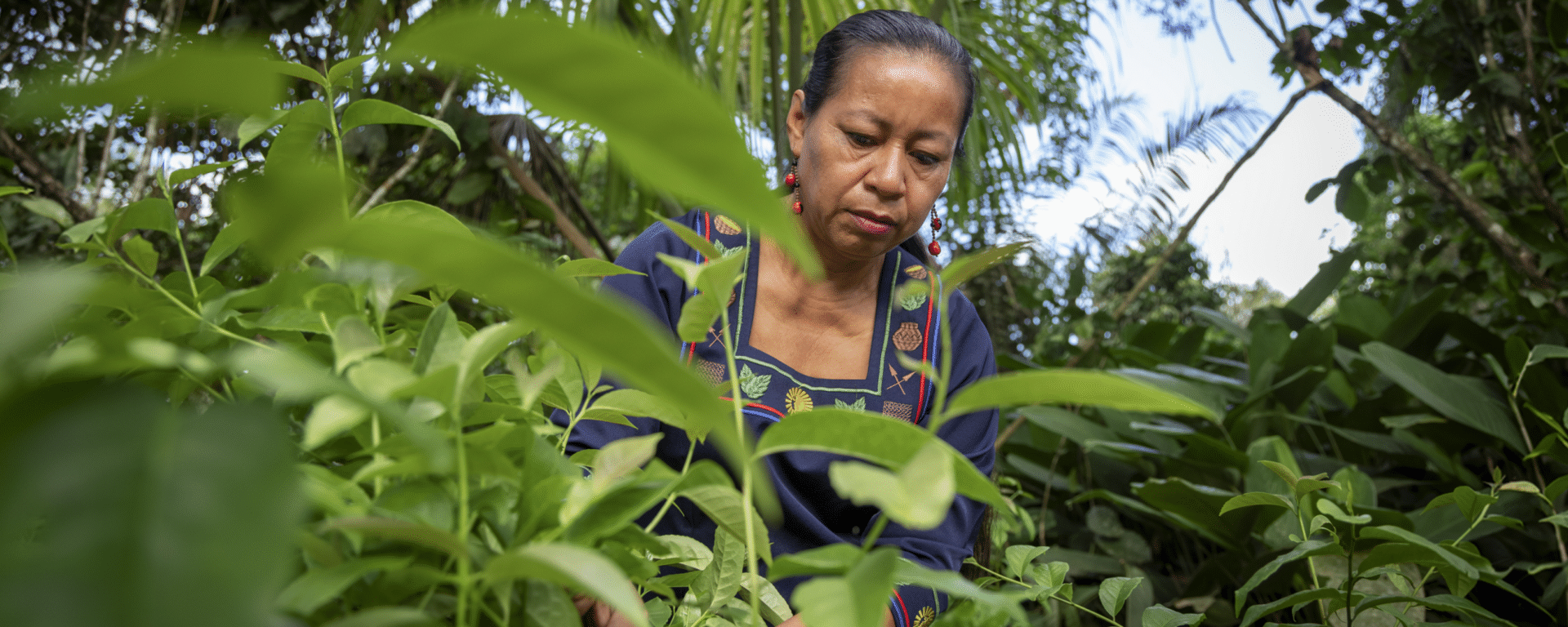 Person tending plants surrounded by tropical vegetation IDB