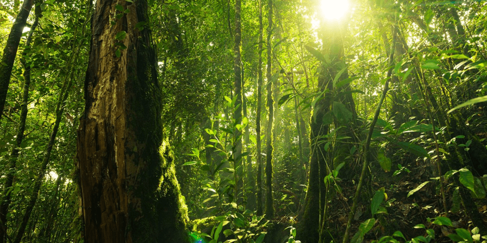 Green forest - Environmental - Inter American Development Bank - IDB