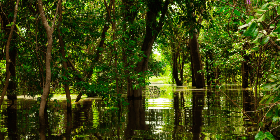 Jungle forest - Inter American Development Bank - Natural Capital