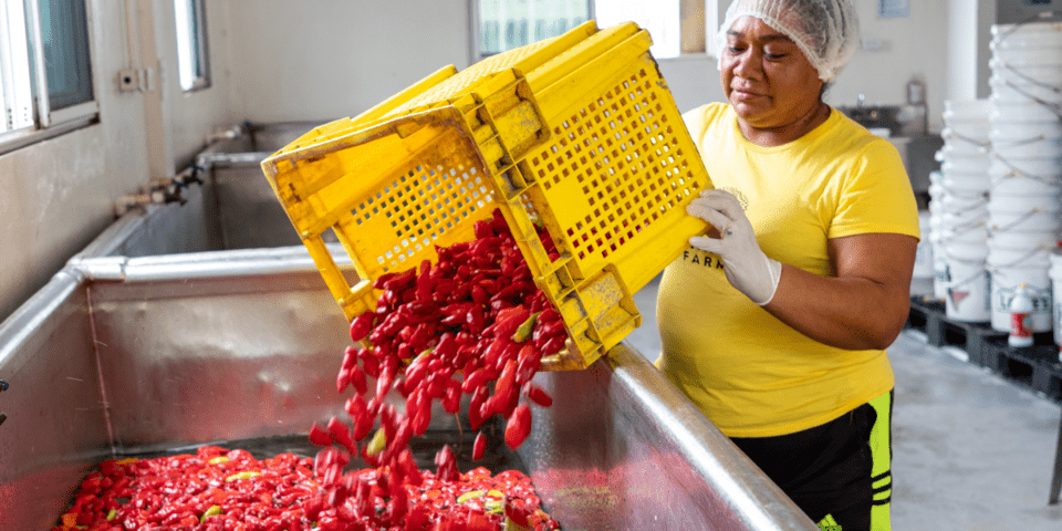 Dark-haired woman throwing a box of peppers into a container for washing - Inter American Development Bank - Agriculture and Food Security
