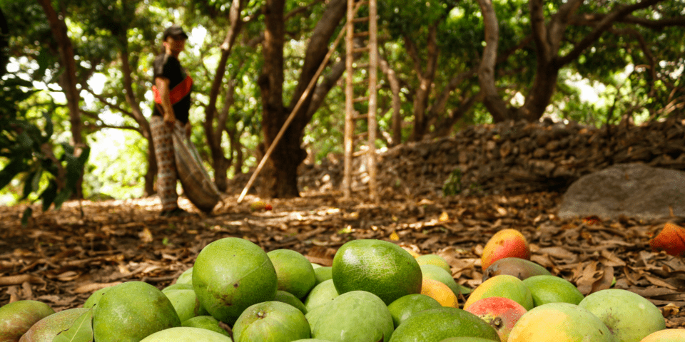 Women collecting mangos - Inter American Development Bank - IDB