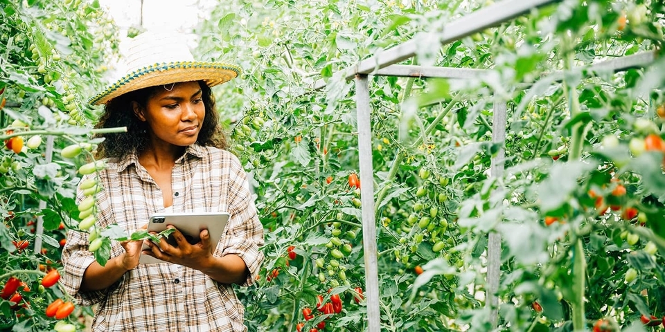Banking on Competition: Why Financial Markets Matter for Development