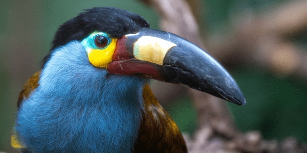 La pérdida de biodiversidad tiene impacto fiscal: ¿qué deben hacer los ministerios de finanzas?