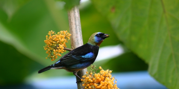closeup of bird in nature
