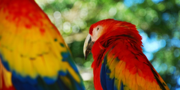 colourful birds in the amazon