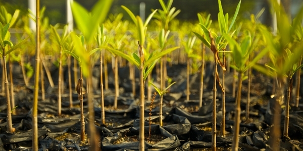 plants growing