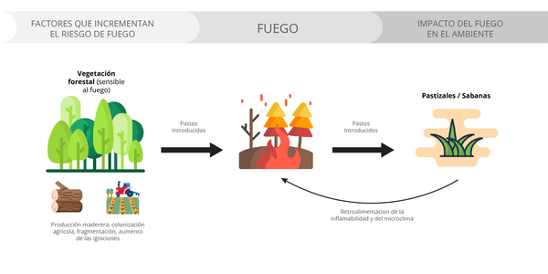 efecto del fuego en ecosistemas sensibles