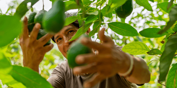 Study: Effective Public Policies to Boost Agricultural Productivity
