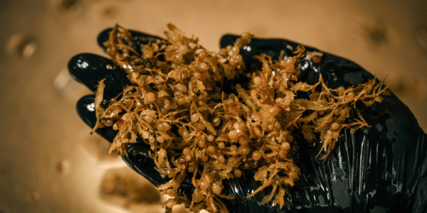 Development of the Sargassum Industry in the Caribbean: The Wrong Kind of Abundance