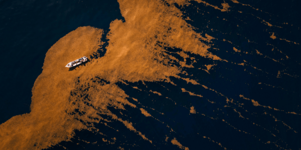 Sargassum in the Caribbean: How Mexico Is Turning a Problem into an Opportunity