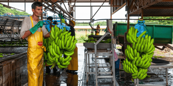 Protecting Banana Crops from Disease Through Technology and Regional Cooperation