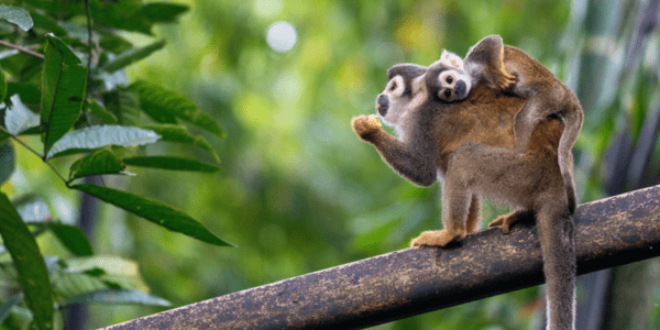 Scaling Environmental Solutions: the IDB-GEF Partnership