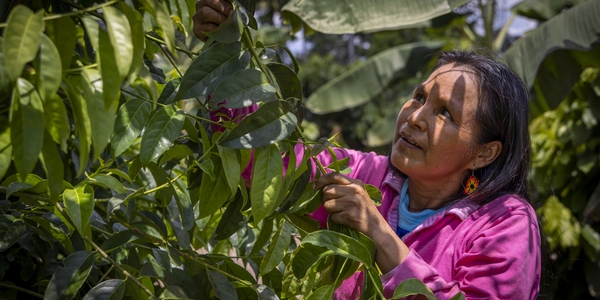 Protecting People, Protecting Forests: Social Protection in Amazonia