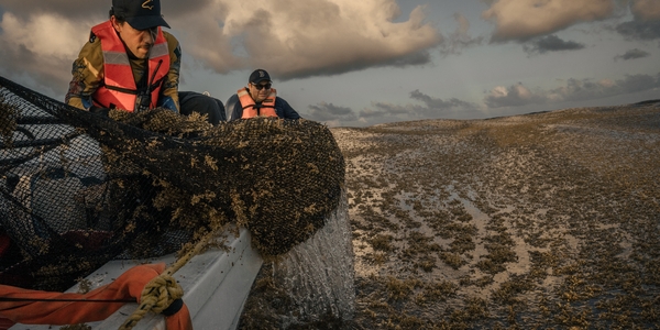 A True Sargassum Industry Is Possible. It Begins With Public Investment.
