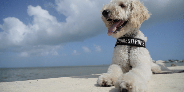 How a Service Dog in Training Can Advance Disability Inclusion in Belize 
