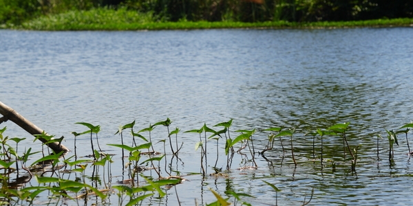 The Ciénaga Grande de Santa Marta is Colombia’s largest coastal wetland and one of the most important ecosystems in the Caribbean.