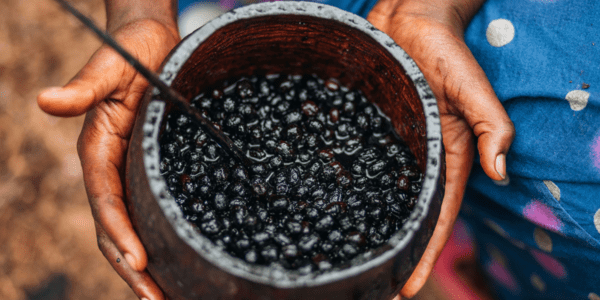 Curso técnico sobre açaí promove o desenvolvimento sustentável da Amazônia a partir dos saberes locais