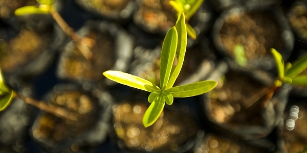 What can Carbon Prices Achieve in Latin America and the Caribbean?