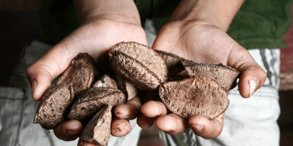 O que é e o que não é Bioeconomia? – Uma Perspectiva Amazônica 