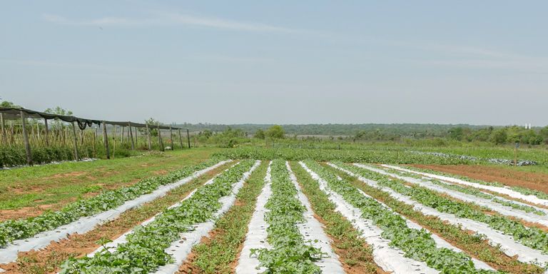 Vista panorámica de un campo sembrado. Agricultura y Desarrollo Rural - Banco Interamericano de Desarrollo - BID 