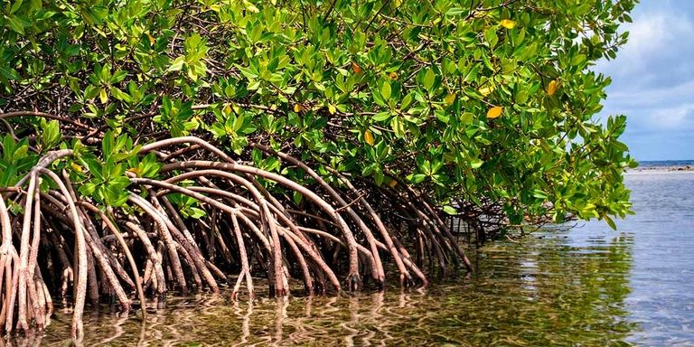 A mangrove tree growing in the beach. Climate change - Inter-American Development Bank - IDB