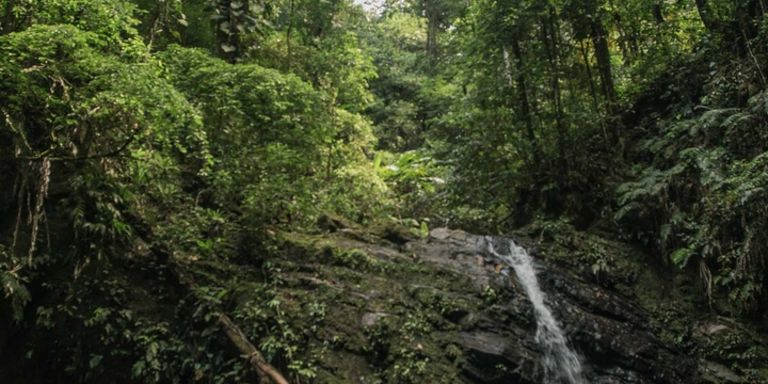 A green woodland landscape with a waterfall. Sustainable development - Inter-American Development Bank - IDB