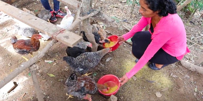 chicken-innovation-1-IDB-feeding-chickens