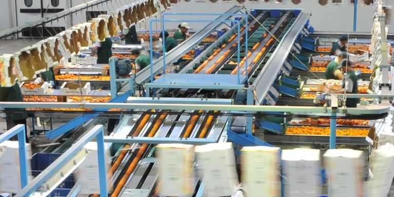 A produce plant in Chile, showcasing rows of fresh fruits being harvested and processed in a modern agricultural facility- Inter-American Development Bank- IDB- Food Security