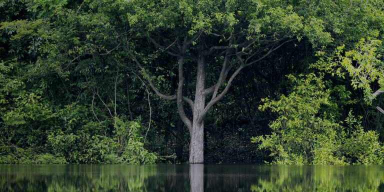 Panoramic view of trees and their trunks with green leaves - Inter American Development Bank - Amazonia