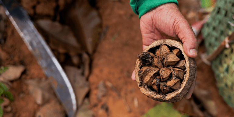 Agriculture on the ground - Amazon Bioeconomy Fund - Inter American Development Bank - IDB