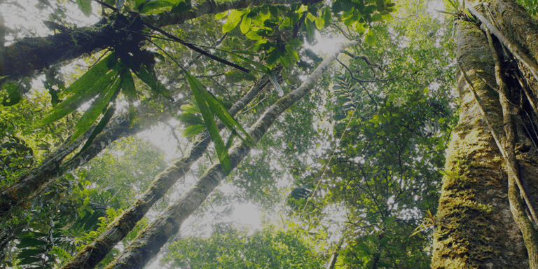 Forest from the bottom - Development Amazon - Inter American Development Bank - IDB