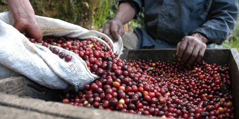Why is there a global coffee shortage in 2021