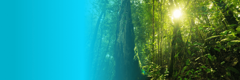 Green forest - Environmental - Inter American Development Bank - IDB