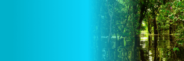 Jungle forest - Inter American Development Bank - Natural Capital