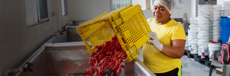 Woman throwing a box of peppers into a container for washing - Inter American Development Bank - Agriculture and Food Security