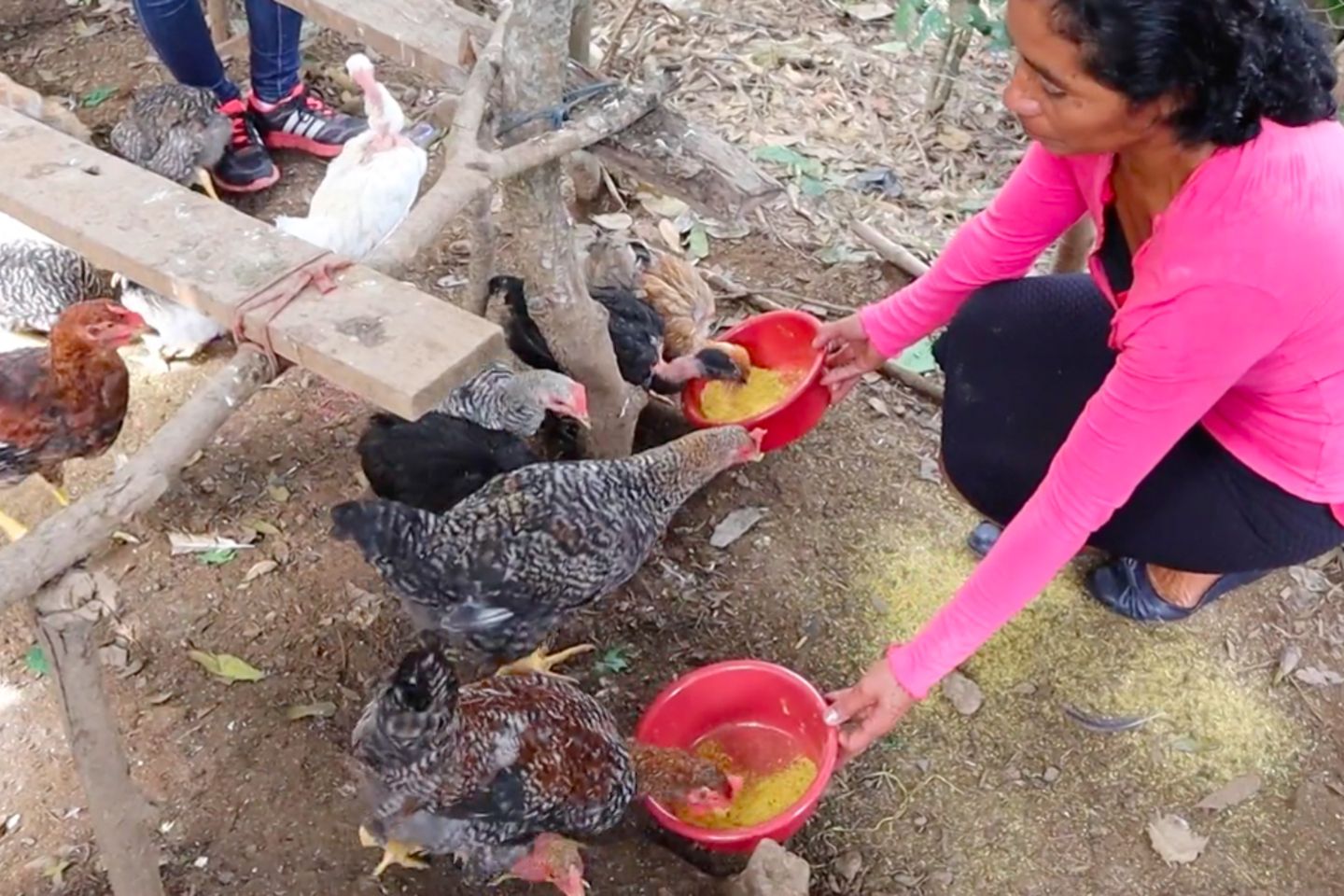 chicken-innovation-1-IDB-feeding-chickens