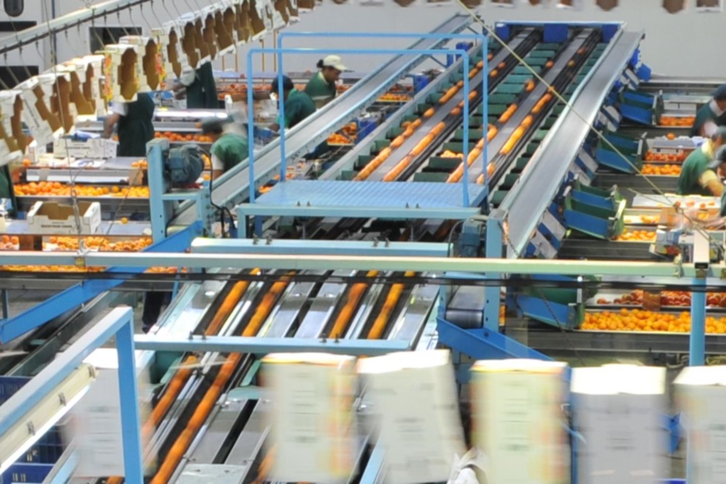 A produce plant in Chile, showcasing rows of fresh fruits being harvested and processed in a modern agricultural facility- Inter-American Development Bank- IDB- Food Security