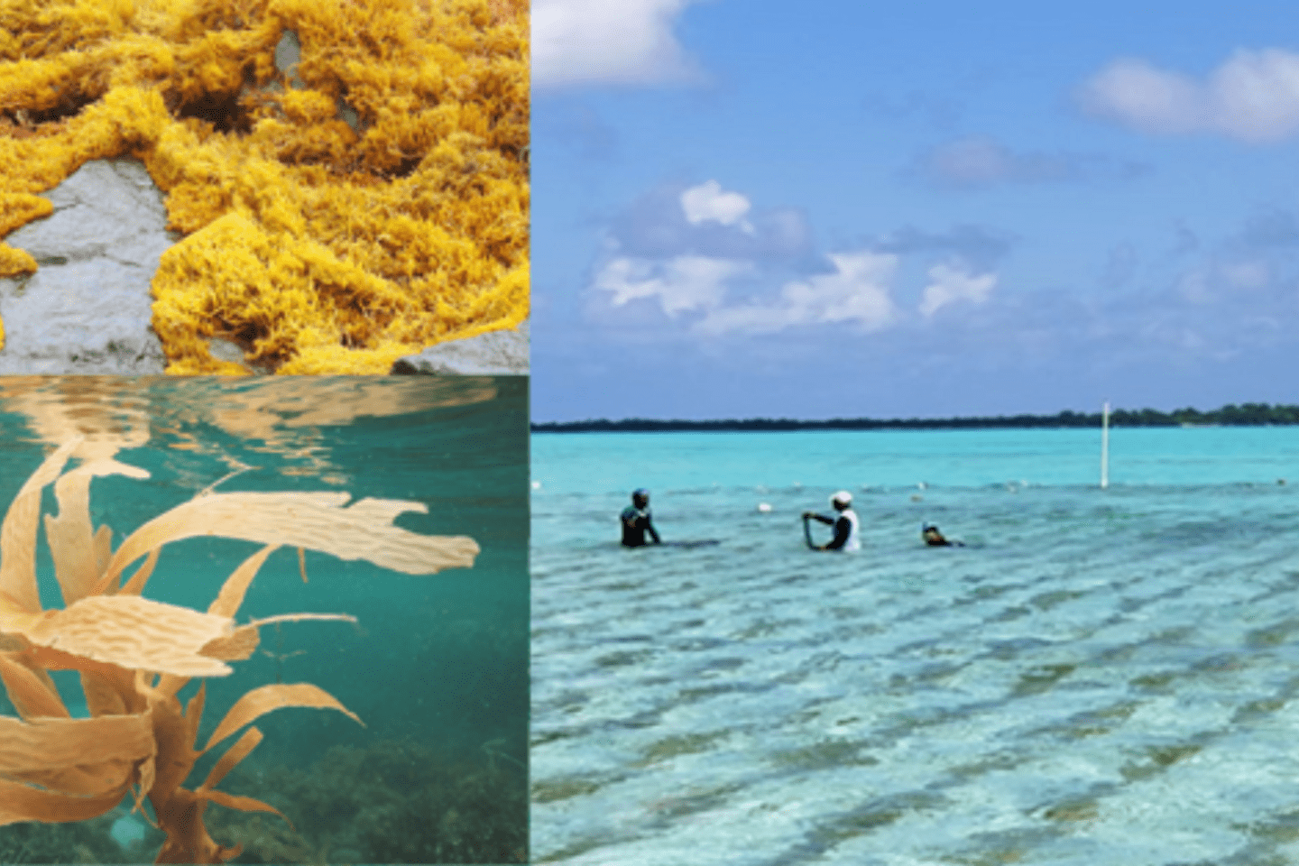 Awakening a Dormant Blue Economy Industry Belize