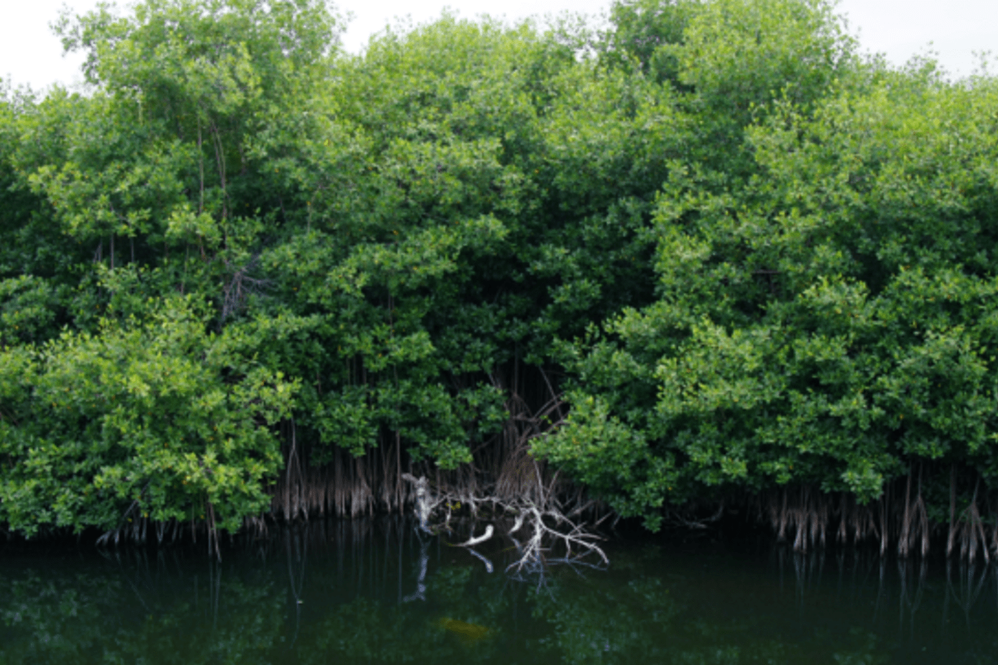 Mangrove trees growing in the water. Empty tropical forest landscape. The Yuna River (Spanish: Río Yuna) is the second longest river in the Dominican Republic.