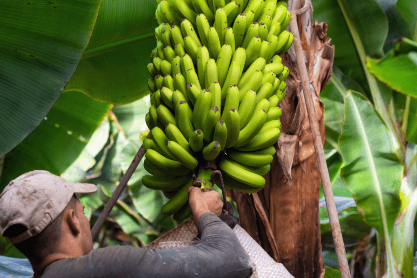 Agriculture-exports-certifications